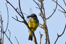 Tropical Kingbird